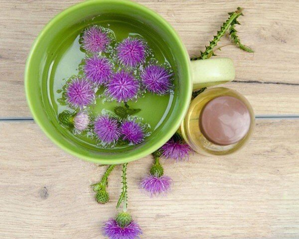 آشنایی با خواص گیاه بابا خازن