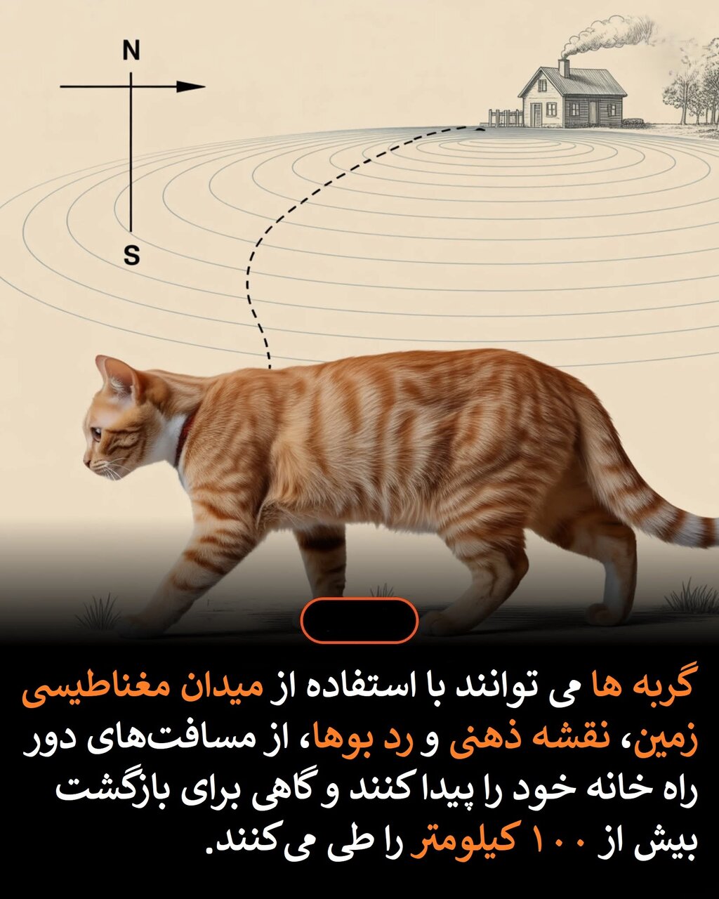 راز معجزه‌آسای بازگشت گربه‌ها  به خانه!