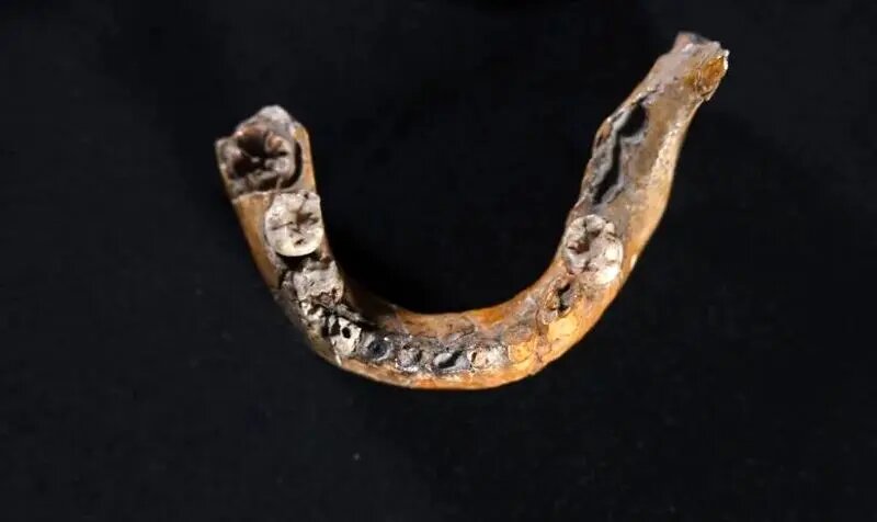 کشف قدیمیترین «انسان ترکیبی» جهان | شواهد تلاقی انسان و نئاندرتال