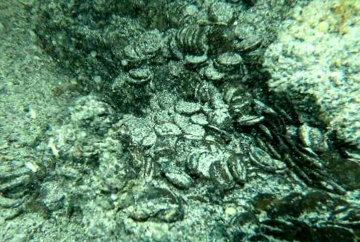 شیرجه اتفاقی روی گنج ۱۷۰۰ ساله عکس