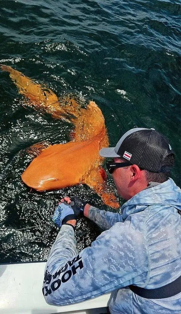 اولین کوسه نارنجی جهان دیده شد + تصاویر | دلیل این رنگ متفاوت چیست؟