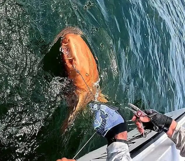 اولین کوسه نارنجی جهان دیده شد + تصاویر | دلیل این رنگ متفاوت چیست؟