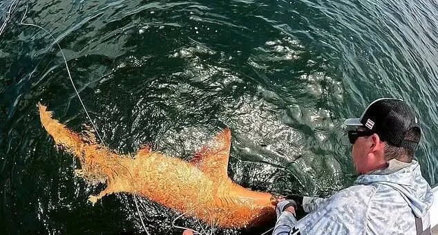 اولین کوسه نارنجی جهان دیده شد + تصاویر | دلیل این رنگ متفاوت چیست؟