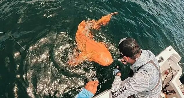 اولین کوسه نارنجی جهان دیده شد + تصاویر | دلیل این رنگ متفاوت چیست؟