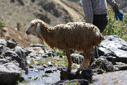 تصاویر جالب از حمام کردن گوسفندان در چالوس به شیوه سنتی