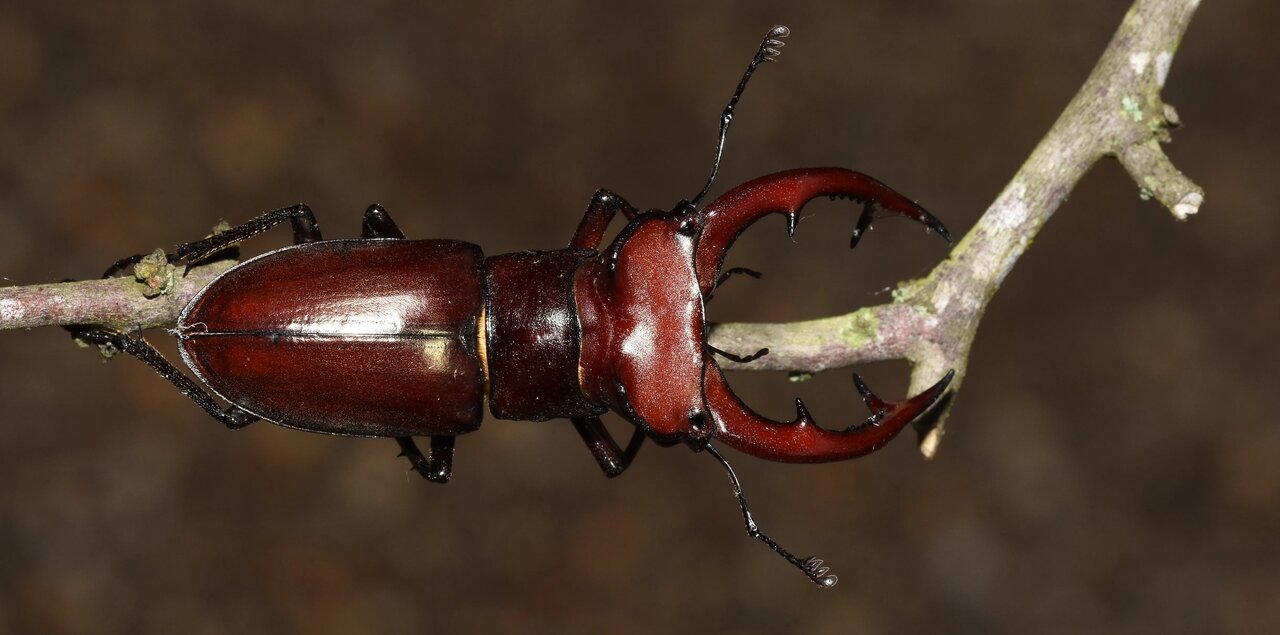 گرانترین حشره دنیا؛ این سوسک را ۹ میلیارد تومان خریدند!