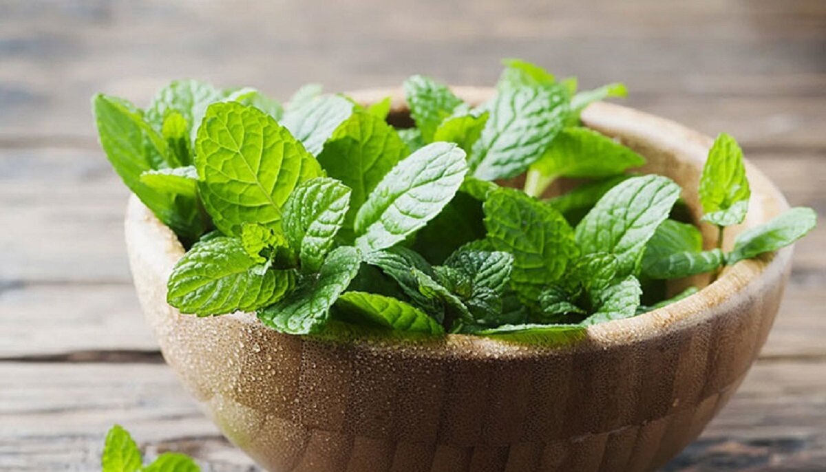 سالاد نعناع و گردو؛ سالاد ساده اما اصیل و پرخاصیت ایرانی