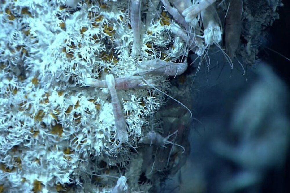 کشف موجودی که سموم را به طلا تبدیل میکند! + تصاویر