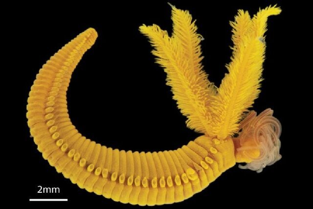 کشف موجودی که سموم را به طلا تبدیل میکند! + تصاویر