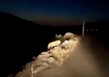 دیده شدن حیوان در حال انقراض در این منطقه همه را خوشحال کرد + فیلم