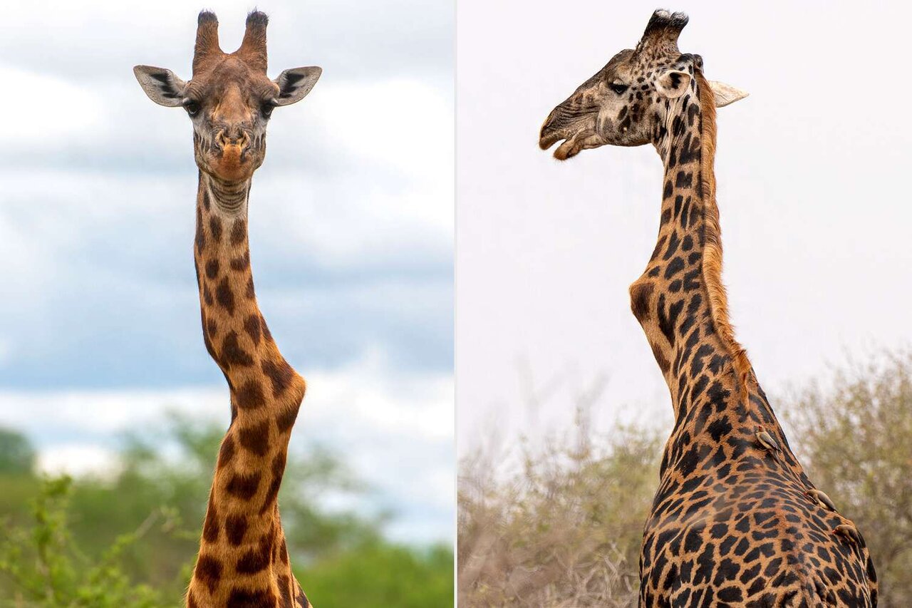 وُنکیتو؛ زرافه گردن خمیدهای که به نماد امید تبدیل شد | عکس