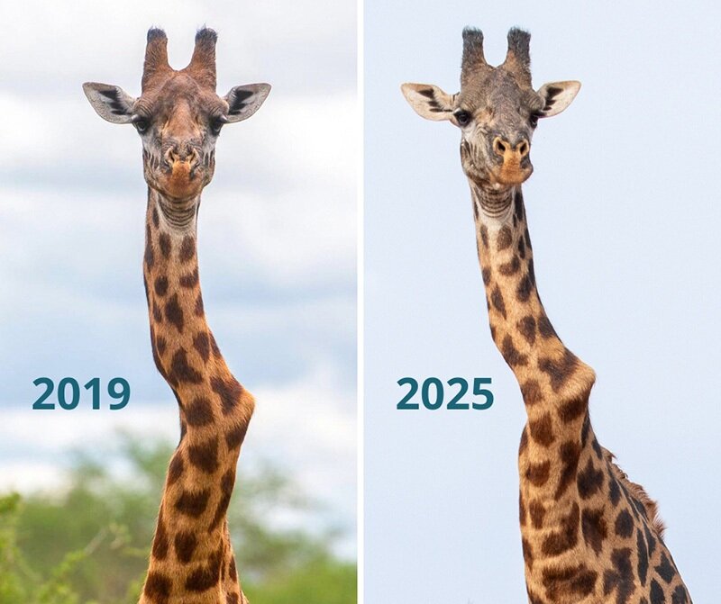 وُنکیتو؛ زرافه گردن خمیدهای که به نماد امید تبدیل شد | عکس