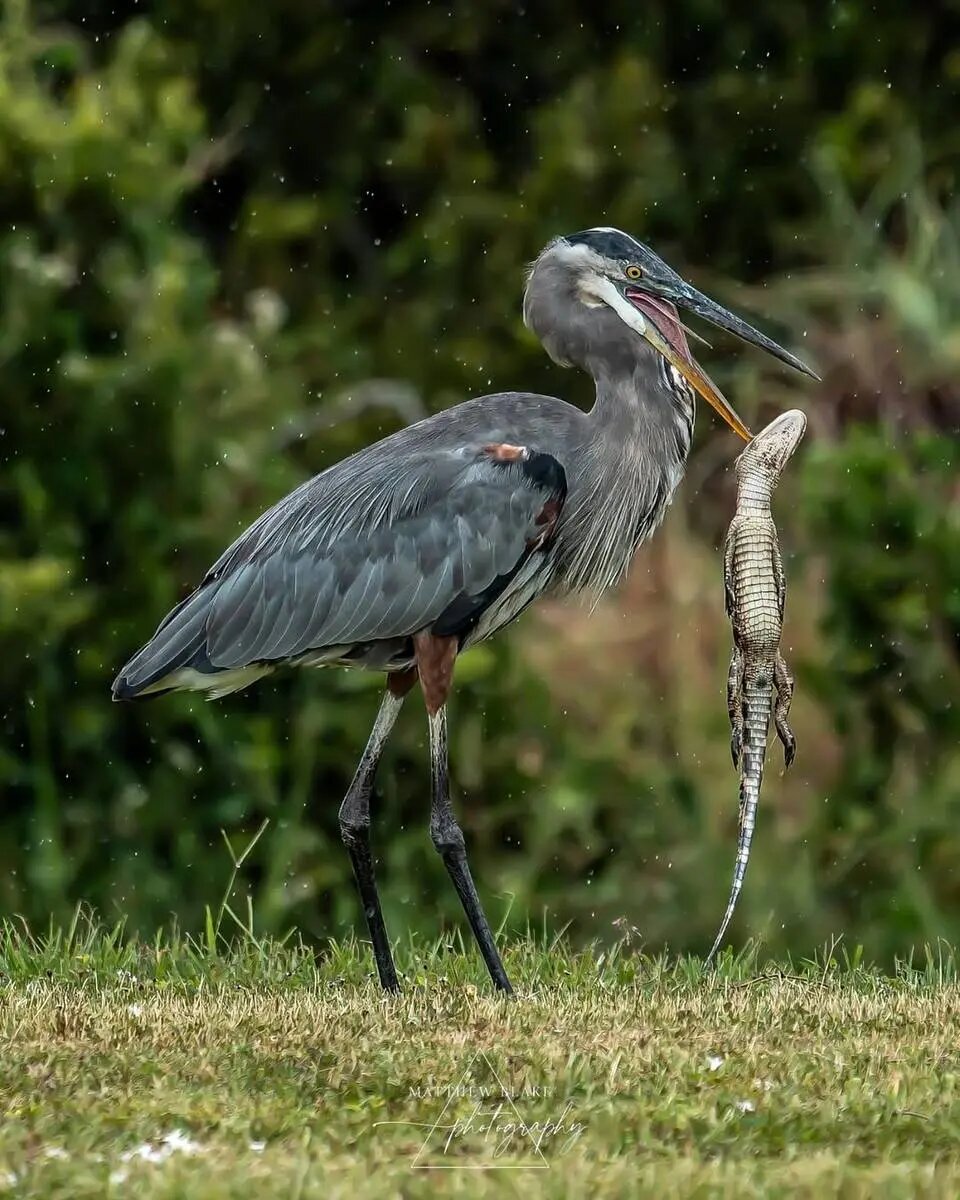 ثبت لحظه بلعیدن بچهتمساح توسط حواصیل بزرگ | عکس