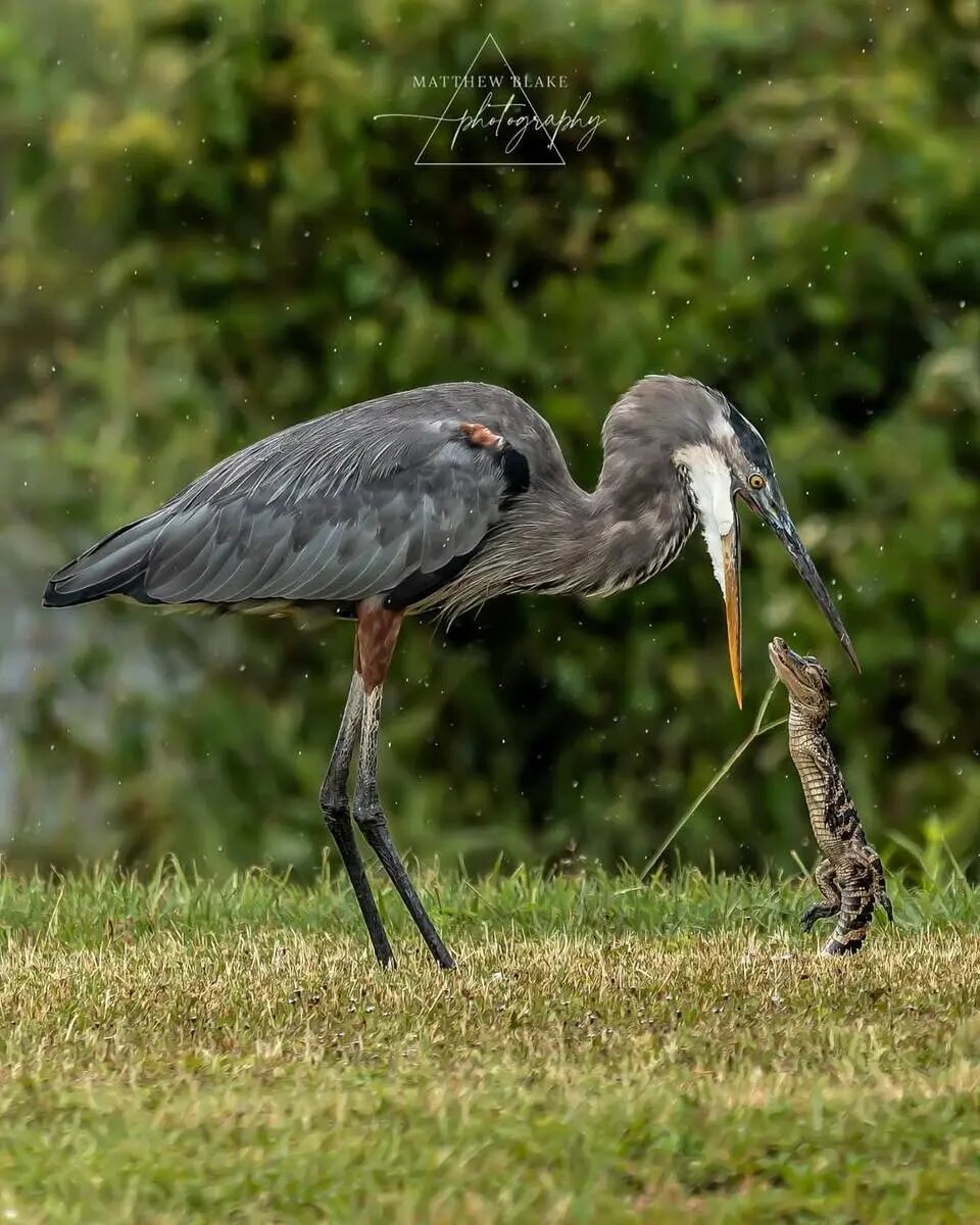 ثبت لحظه بلعیدن بچهتمساح توسط حواصیل بزرگ | عکس