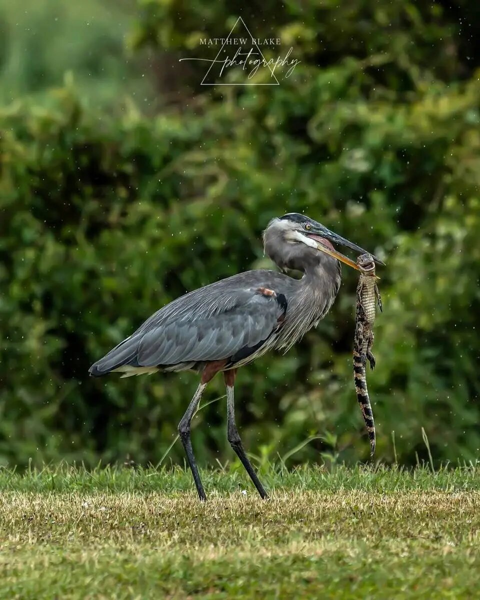ثبت لحظه بلعیدن بچهتمساح توسط حواصیل بزرگ | عکس