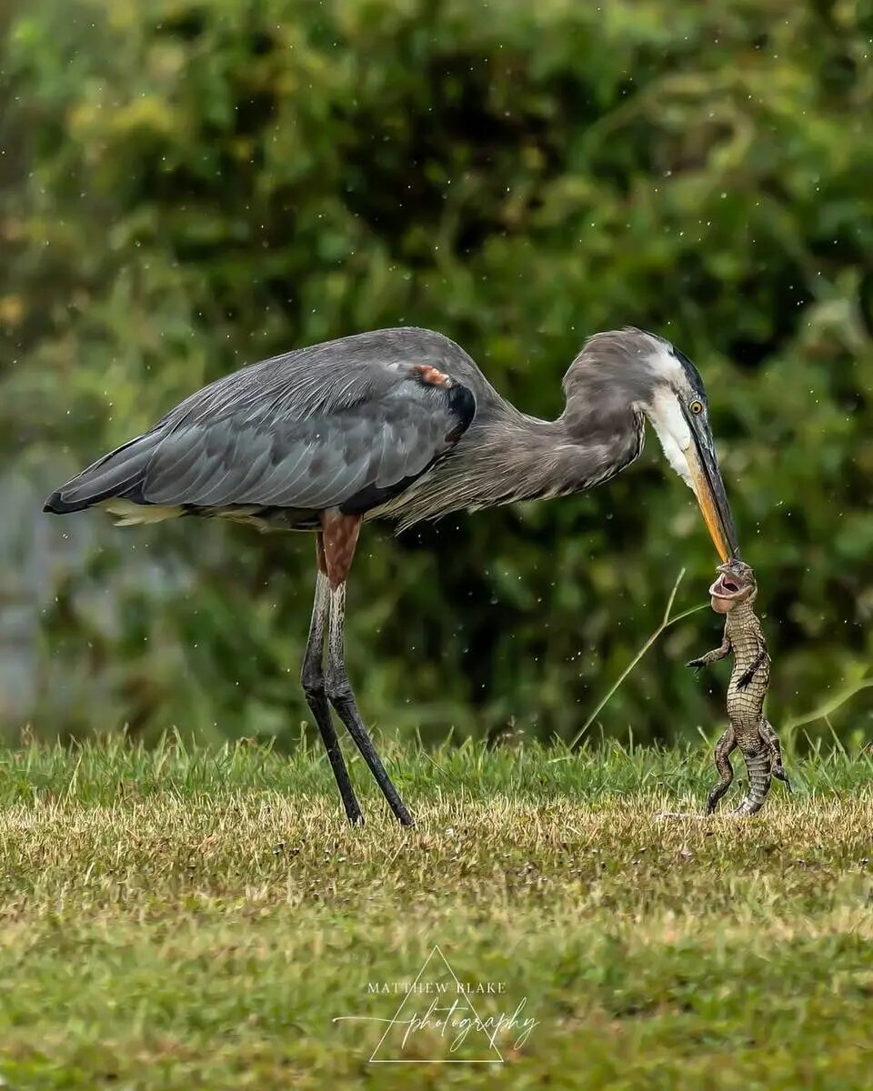 ثبت لحظه بلعیدن بچهتمساح توسط حواصیل بزرگ | عکس