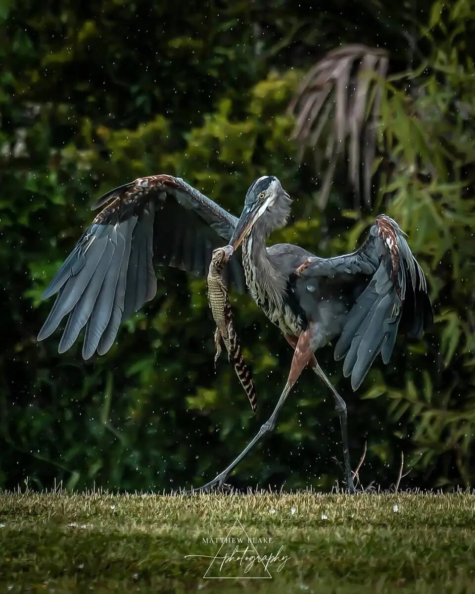 ثبت لحظه بلعیدن بچهتمساح توسط حواصیل بزرگ | عکس