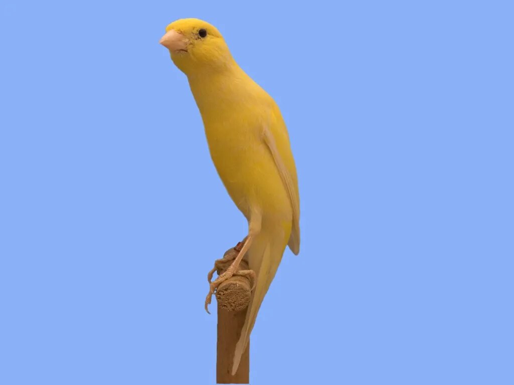 قناری اسکاتلندی که شبیه هلال ماه است + تصاویر