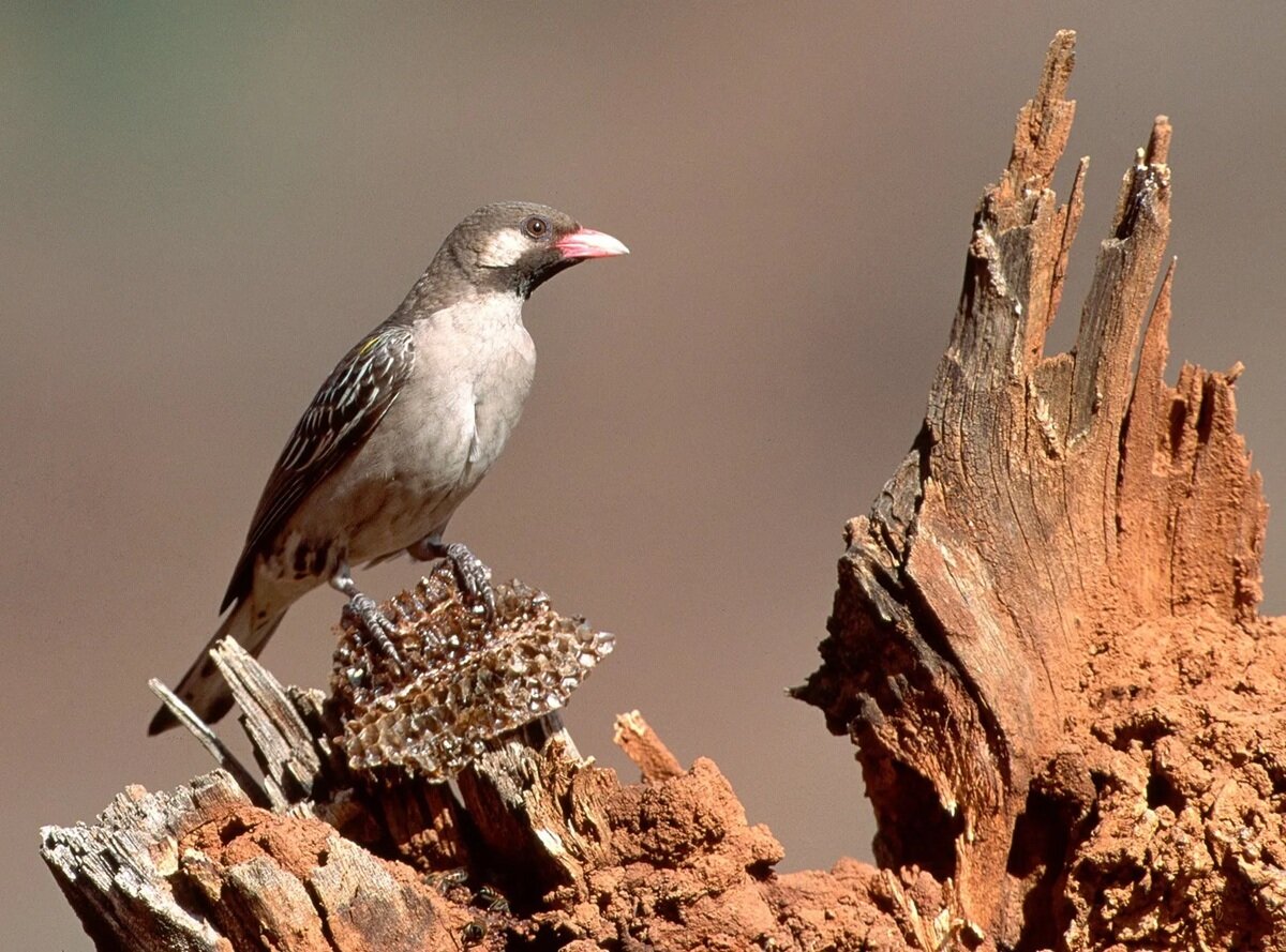 پرندگان غاصب؛ آنها در لانه دیگران تخم میگذارند | عکس