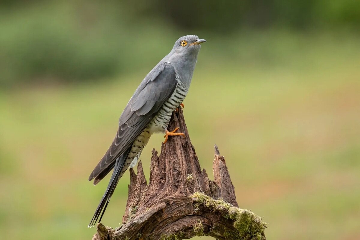 پرندگان غاصب؛ آنها در لانه دیگران تخم میگذارند | عکس