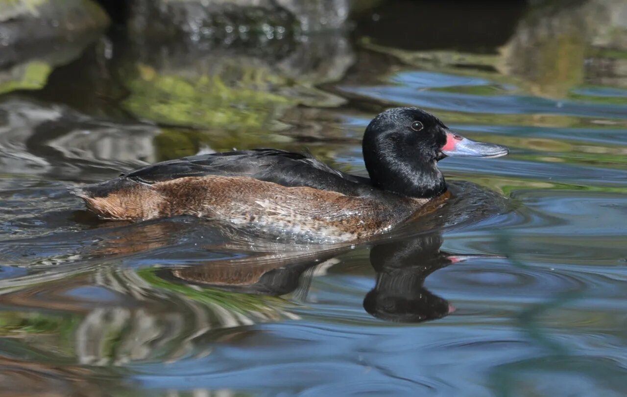 پرندگان غاصب؛ آنها در لانه دیگران تخم میگذارند | عکس