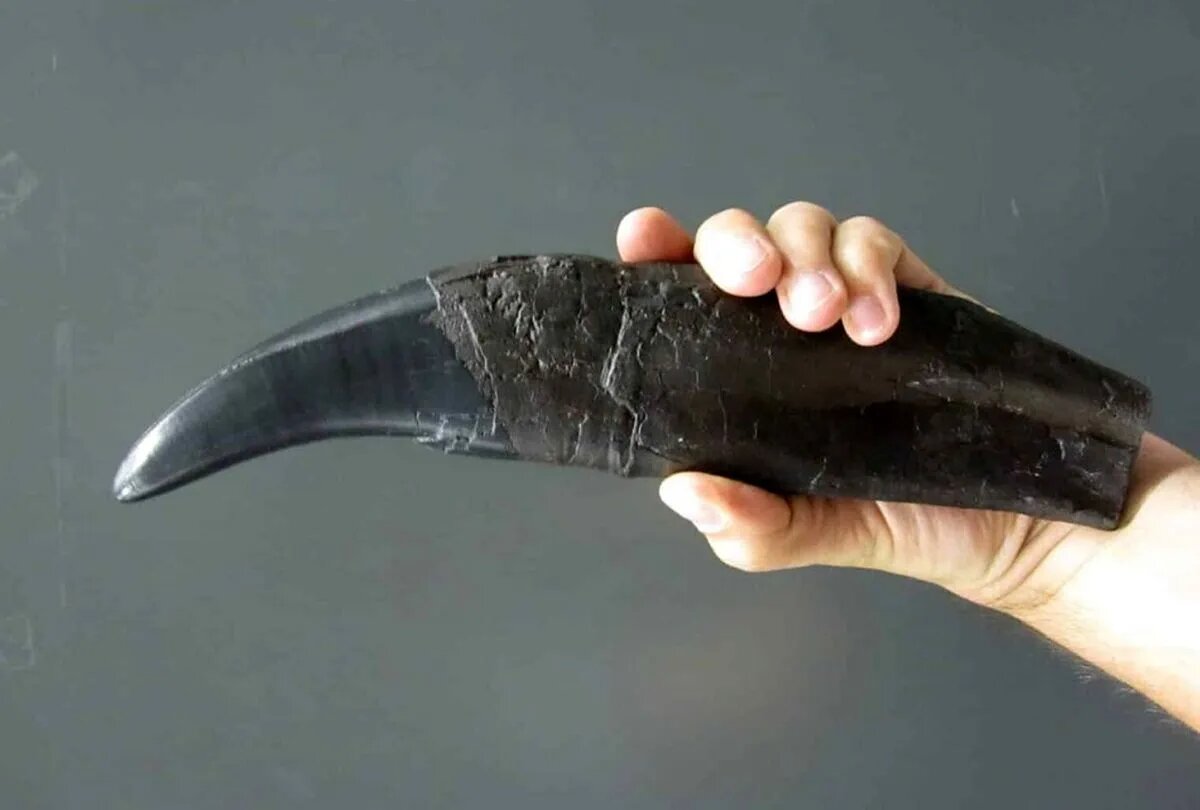 دندان دایناسور