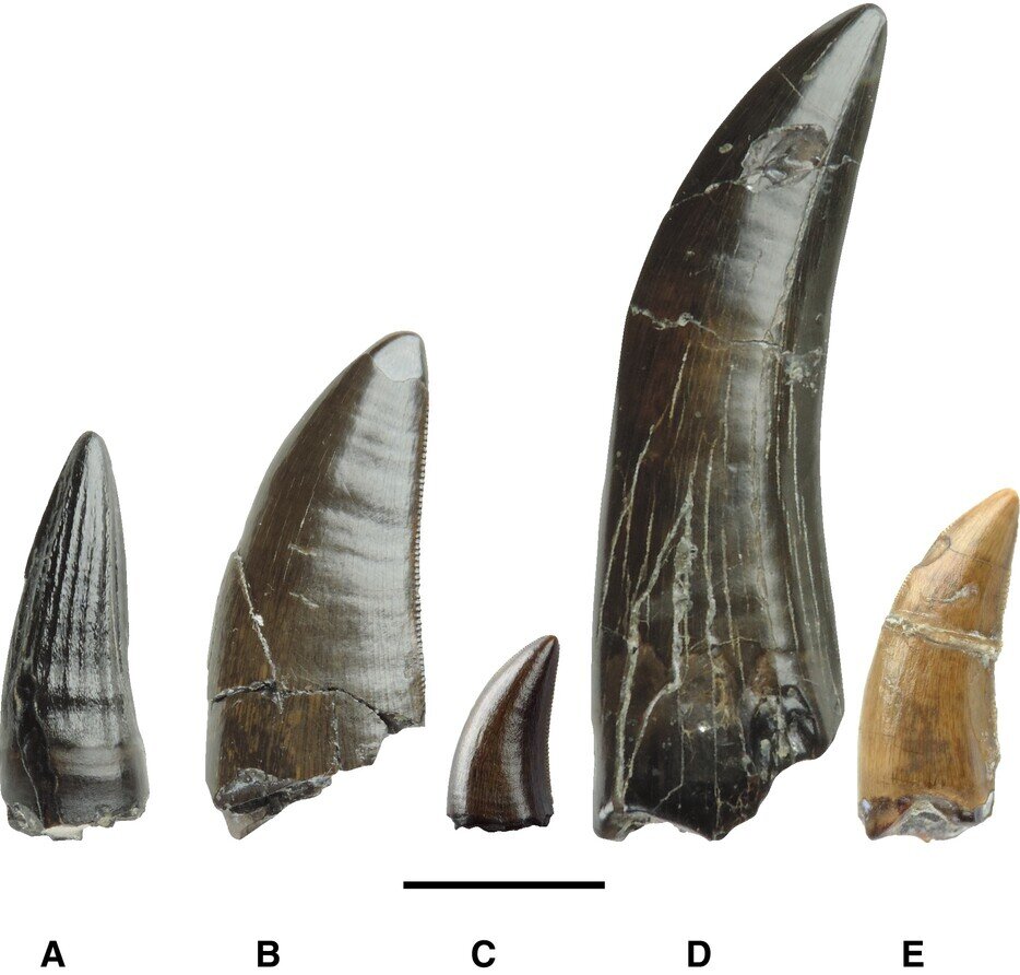 فاش شدن راز آب و هوای زمین در میلیون‌ها سال قبل با دندان دایناسور