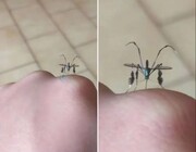 پشه‌ای که انگار از آینده آمده!