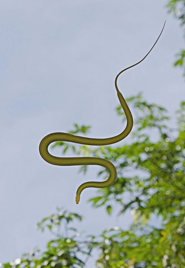 این مار توانایی پرواز کردن دارد !| عکس