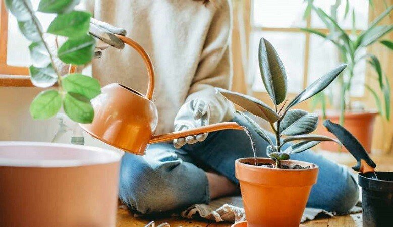 نکات کاربردی برای نگهداری گیاهان آپارتمانی در پاییز