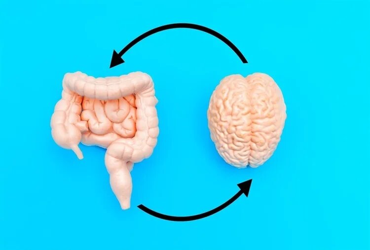 روزه‌داری؛ سلاح پنهان مغز در برابر آلزایمر و پارکینسون
