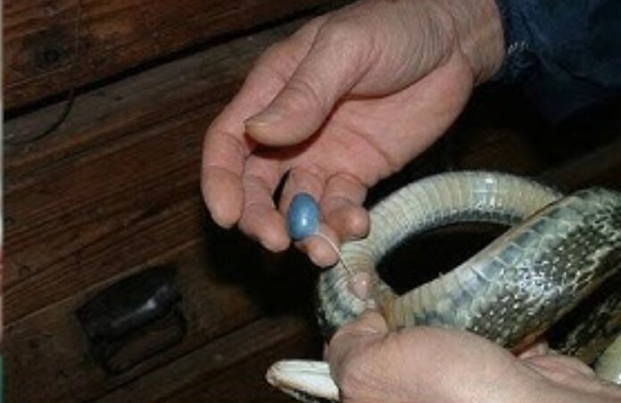 خارج کردن کرم ۱۸ سانتیمتری از مغز یک مرد/ عکس