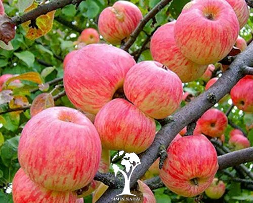 خواص شگفت انگیز میوه خوش عطر تابستانی؛ از درمان معده تا کاهش التهاب بدن