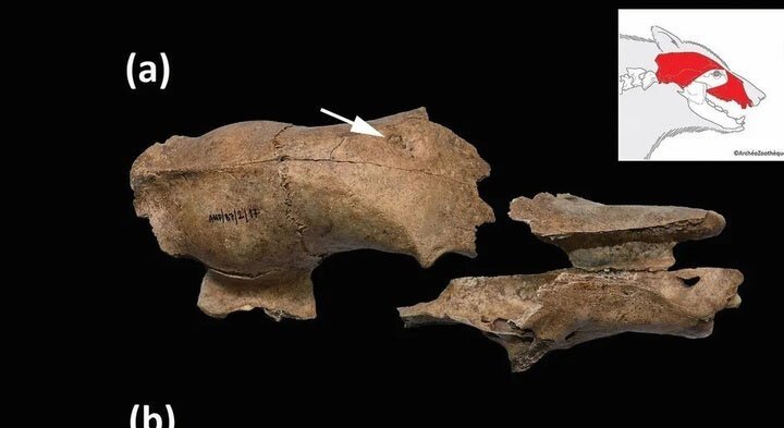 کشف جمجمه خرس نیزه خورده در آمفیتئاتر