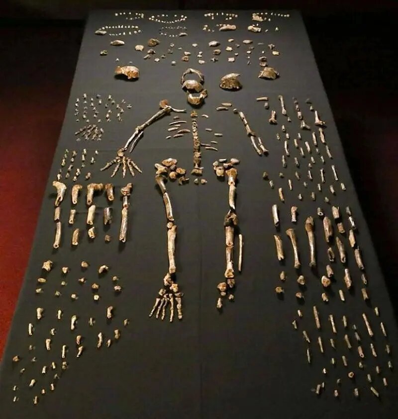 این انساننماها ۱۲۰ هزار سال قبل از انسان مردگانشان را دفن میکردند! | عکس