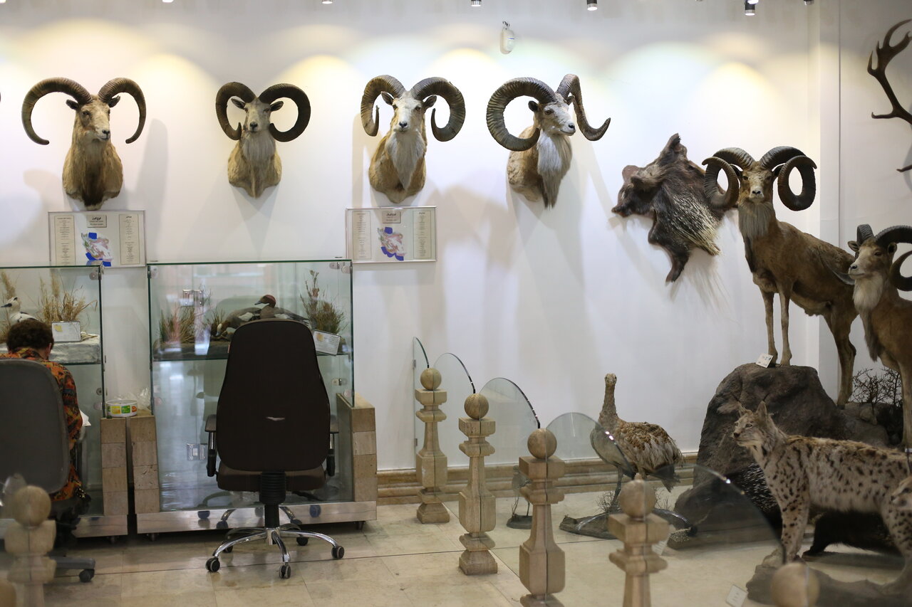 سفر بهدنیای جانوران در موزه حیاتوحش دارآباد