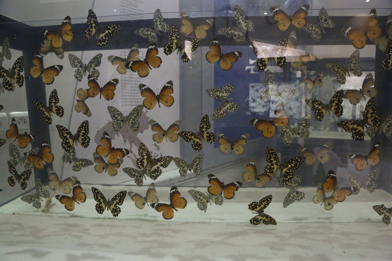 سفر بهدنیای جانوران در موزه حیاتوحش دارآباد