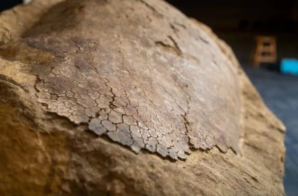 کشف فسیل یک لاکپشت ۳۲ میلیون ساله در ماهیگیری خانوادگی | عکس