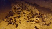 لحظه زیبا پناه گرفتن یک چوپان و گله اش از باران شدید زیر صخره‌ها+ ویدئو