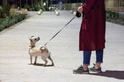 صاحبان سگ‌ها، علیه بهداشت فضاهای عمومی