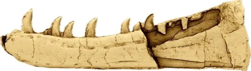 افشای رازهای پنهان تاریخ حیات زمین در نمونههای تاریخی موزهها