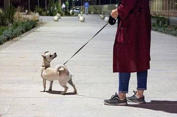 صاحبان سگ‌ها، علیه بهداشت فضاهای عمومی