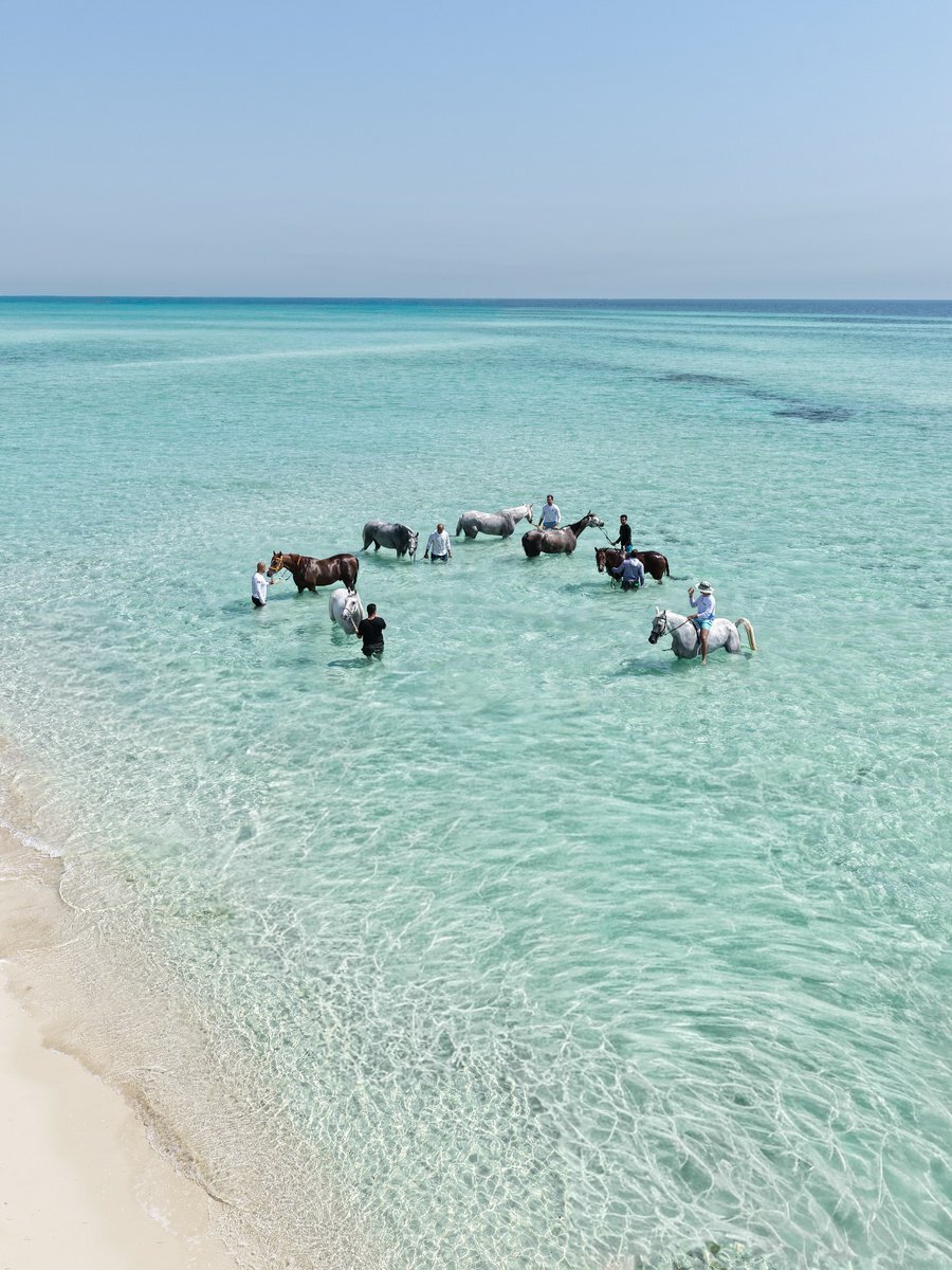 حمام کردن اسبها در آبهای خلیج فارس | عکس