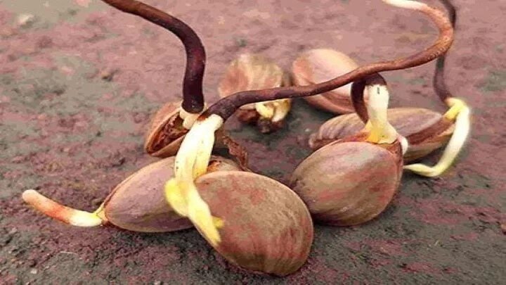 آموزش کاشت پسته در گلدان