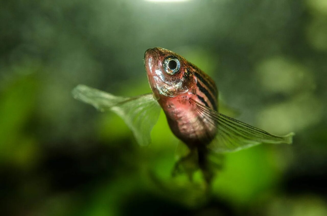 انگشتان ما حاصل ژنهایی در شکلگیری ماهیهاست!