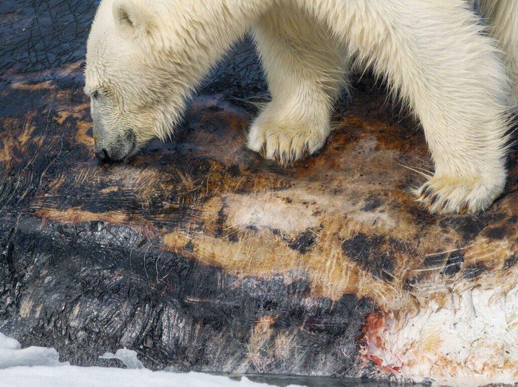 خرس قطبی مسافر نهنگ عنبر در میان یخها! | عکس