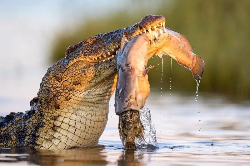 شکار شدن در حین شکار؛تمساح یک گربهماهی در حال شکار را بلعید | تصاویر