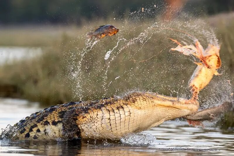 شکار شدن در حین شکار؛‌تمساح یک گربه‌ماهی در حال شکار را بلعید | تصاویر