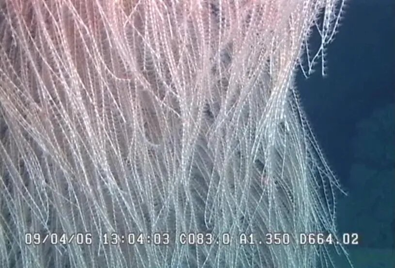 مرجان شبحمانندی که در اعماق اقیانوس زندگی میکند | عکس