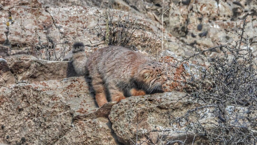 رازآلودترین گربه ایران را ببینید + فیلم و عکس